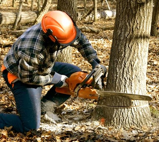 Tree Removal in Seward, IL